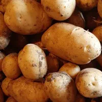 فروش سیب زمینی سورت شده