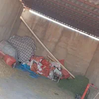 فروش گاوداری با پروانه بهره‌برداری و بهداشتی|فروش دفتر صنعتی، کشاورزی، تجاری|داراب, |دیوار