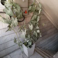 گلدان درختچه مصنوعی