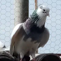 کبوتر پرشی|پرنده|آمل, |دیوار