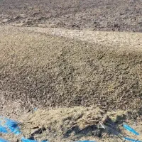 فروش کاه ماش