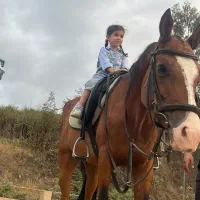 مادیان ترکمن آخال با رگ خونی بالا|اسب و تجهیزات اسبسواری|گرگان, |دیوار