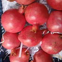 میوه فروشی حاجی ارزونی واقعی