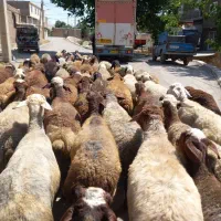 گوسفند میش جوان داشتی