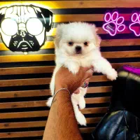 سگ جیبی ///‌ پامرانین خرسی توی پودل شیتزوفلت|سگ|تبریز, |دیوار