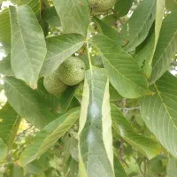 خروس در حیوانات مزرعه