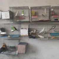 عروس البینو دوکت  مولد با جوجه پنج روزه