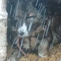 سگ محلی|سگ|اردبیل, |دیوار