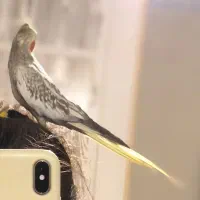 عروس هلندی نر با قفس