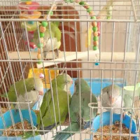 جوجه طوطی راهب