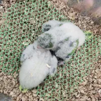 راهب ،گرینچیک ،سانچیک .ردچیک