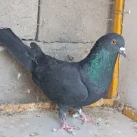 کبوترسیاه پرشی