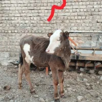 6راس گوساله سیمنتال اصیل