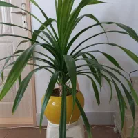 گل پاندانوس سبز
