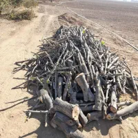 چوب درختی وخشک تیر سقفی وپالدی