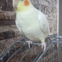 عروس هلندی|پرنده|اصفهان, شهرک میلاد|دیوار