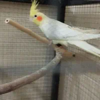 جوجه عروس هلندی