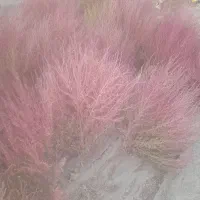 کلاومبل