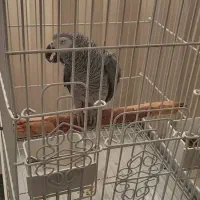 کاسکو پرکلام جمله گو پر صحبت نر ۴ ساله|پرنده|تهران, اسکندری|دیوار