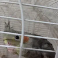 عروس هلندی|پرنده|صباشهر, |دیوار