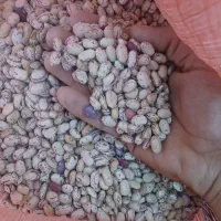 60  کیلو بذر لوبیا چیتی دست چین