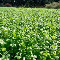 سبزی‌های محلی ،کاملا ارگانیک|خوردنی و آشامیدنی|دالخانی, |دیوار