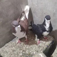 کبوتر شهری|پرنده|مرودشت, نقش رستم|دیوار