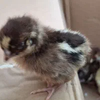 جوجه تازه متولد شده