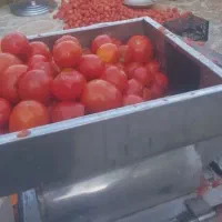 آبگیری گوجه آبگوجه گیری با دستگاه