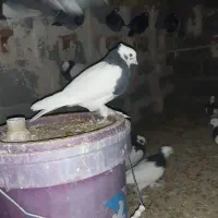 تعدای طوق سیاه درجه یک فروشی|پرنده|زرین دشت (فارس), |دیوار