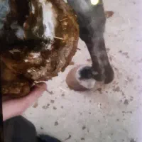 نعلبندی اسب