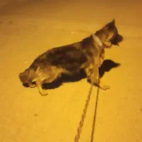 واگذاری سگ ژرمن|سگ|خرمآباد, |دیوار