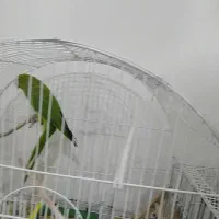 ملنگو ماده|پرنده|نظر کهریزی, |دیوار