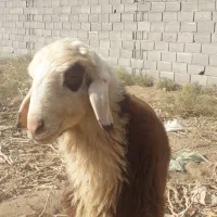 بره قوچ افشاری|حیوانات مزرعه|کاشان, صفی آباد|دیوار