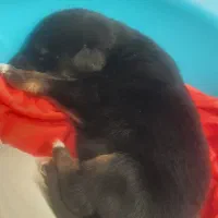 واگذاری توله ژرمن ورک