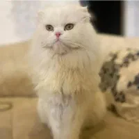 اسکاتیش لانگ هیر|گربه|اراک, |دیوار