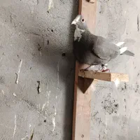 کبوتر.کفتر.ماده قهوه ای پلنگ