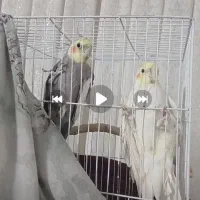۴ عدد عروس هلندی ۱ جفت مولد ۶تخم و ۲ نر اوازخوان
