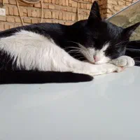 واگذاری گربه ای بالغ به همراه هفت بچه|گربه|شهرکرد, |دیوار