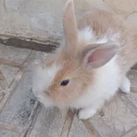 خرگوش