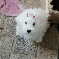 سگ‌پاپی‌فروشی