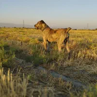 سگ گله|سگ|چناران, |دیوار
