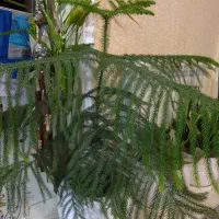 گل کاج مطبق ۵ طبقه ۳ساله دارای گلدون سرامیکی|گل و گیاه طبیعی|رشت, جهاد|دیوار