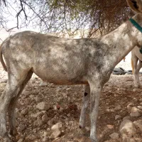 کره الاغ ماده|حیوانات مزرعه|لامرد, |دیوار