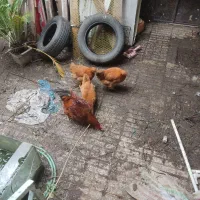 مرغ و خروس محلی