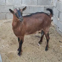 فروش بز جوان و شیرا گوسفند