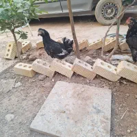 جوجه گلین اصل کفتر سینه سرخ ماده|حیوانات مزرعه|طسوج, |دیوار