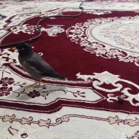 مرغ مینا|پرنده|تایباد, |دیوار