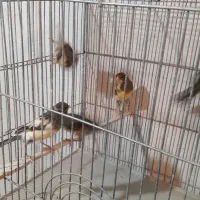 قناری نر شلاقی و مست (خوشرنگ)|پرنده|اصفهان, قلعه طبره|دیوار