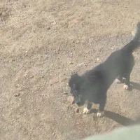 سگ سراب|سگ|نورآباد, |دیوار